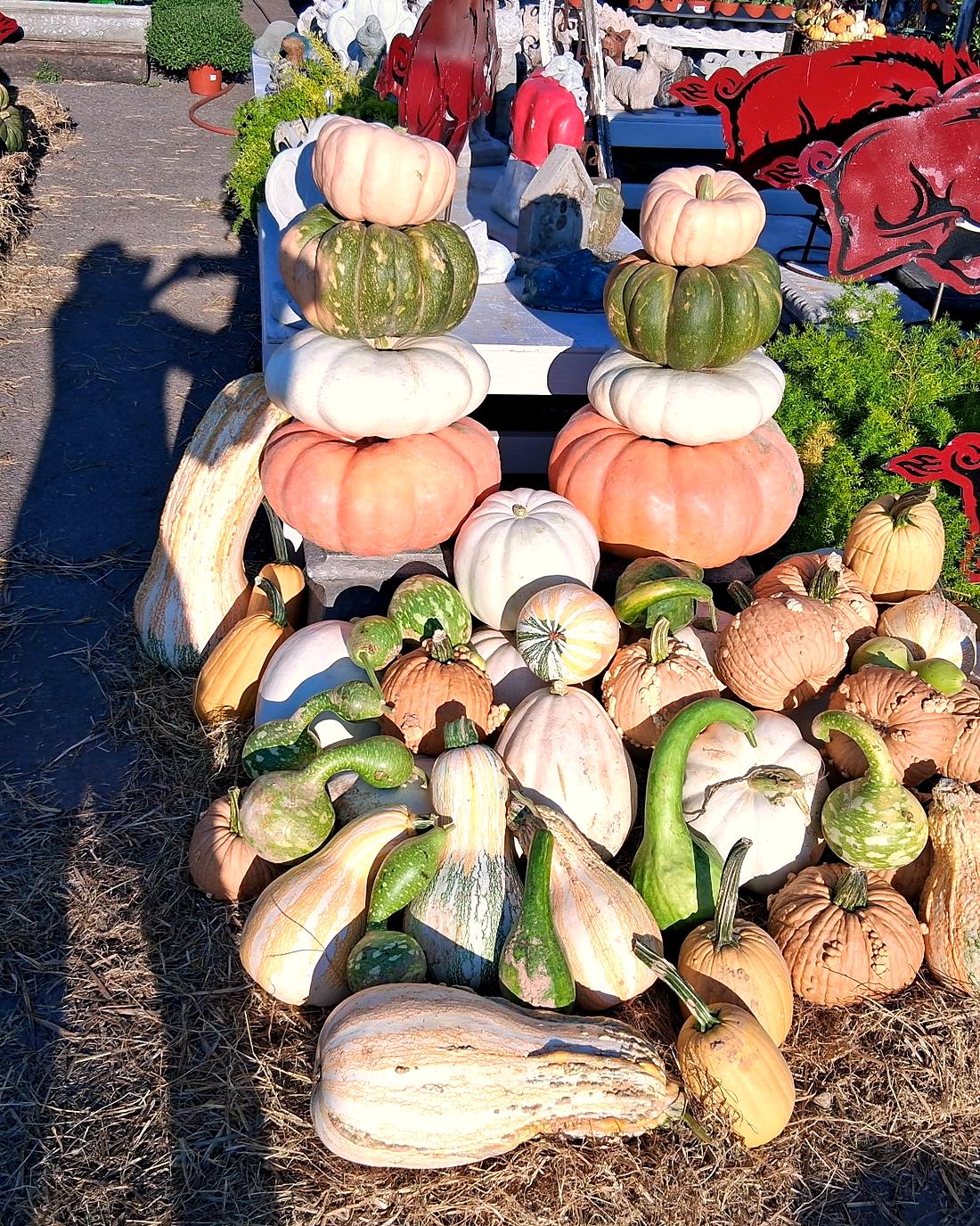 Heirloom pumpkins and gourds on straw at Amanda's Villa