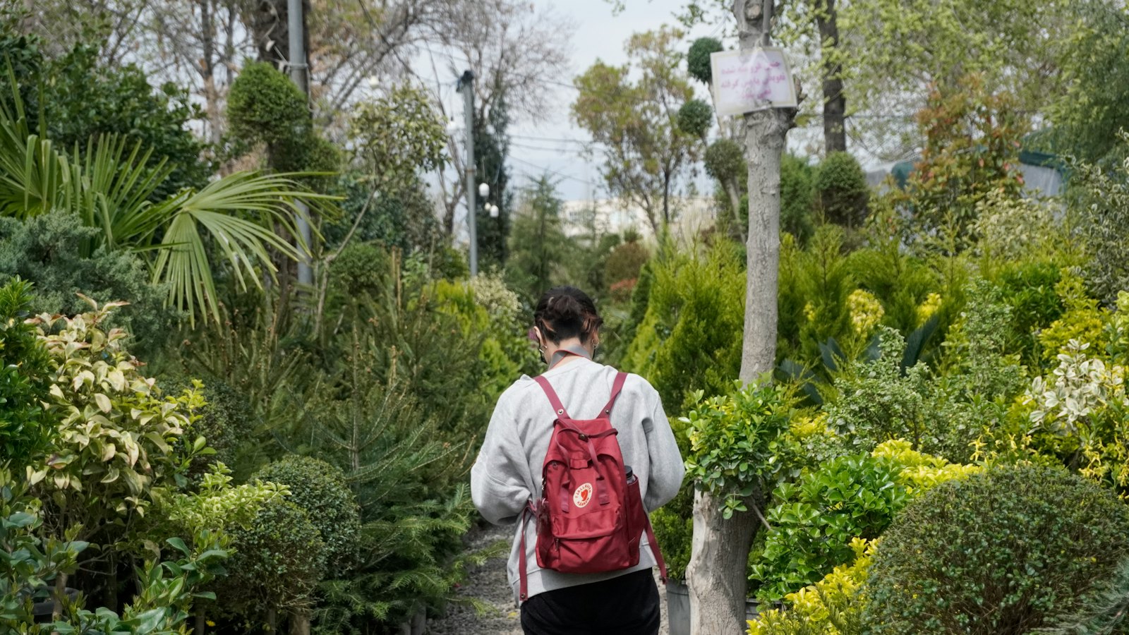 A shopper walking between rows of potted shrubs and trees in a plant nursery