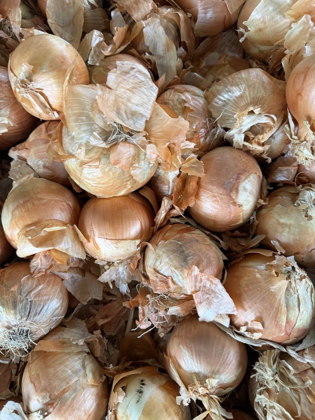 A pile of yellow onions for sale at the Amanda's Villa produce stand