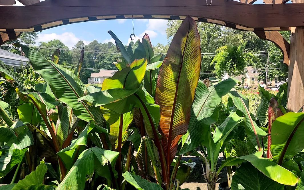 Red-leaf banana plants and elephant ears growing under the wooden pergola at Amanda's Villa Garden Center on a sunny day