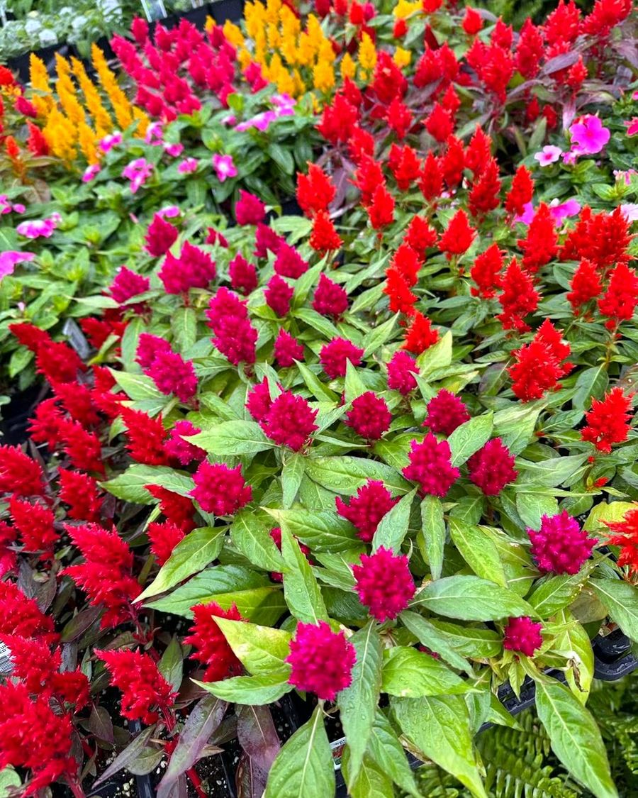 Bright red celosia, orange and yellow plumes and pink annuals for sale at the Amanda's Villa garden center