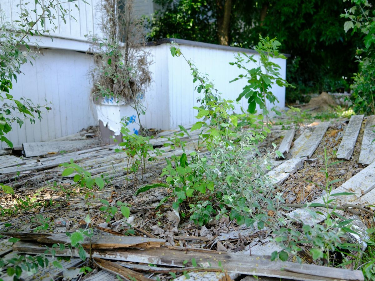 An overgrown yard full of weeds and broken boards beside a white shed