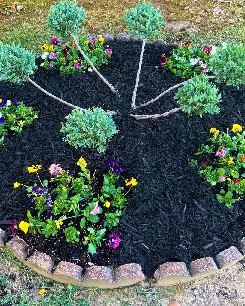 A circular bed of dwarf blue spruce and pansies in black mulch with a brick border