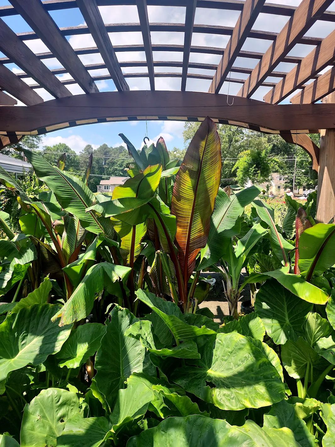 Banana plants and elephant ears under the pergola at Amanda's Villa