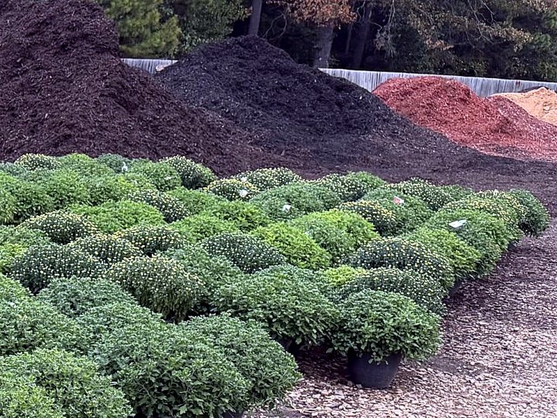 Dark compost piles behind rows of potted mums at Amanda's Villa