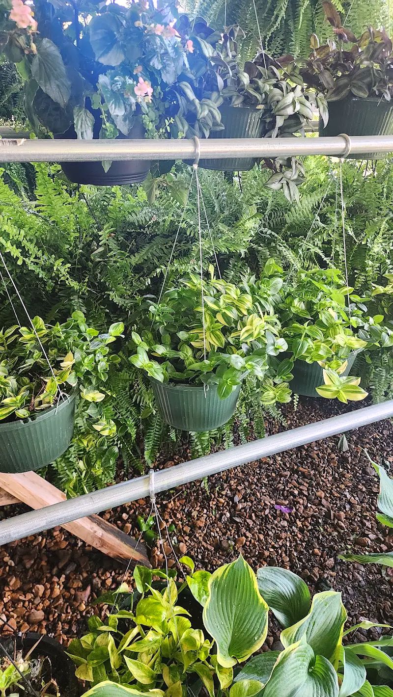 Hanging baskets of variegated wandering dude, begonias and Boston ferns under the shade house at Amanda's Villa