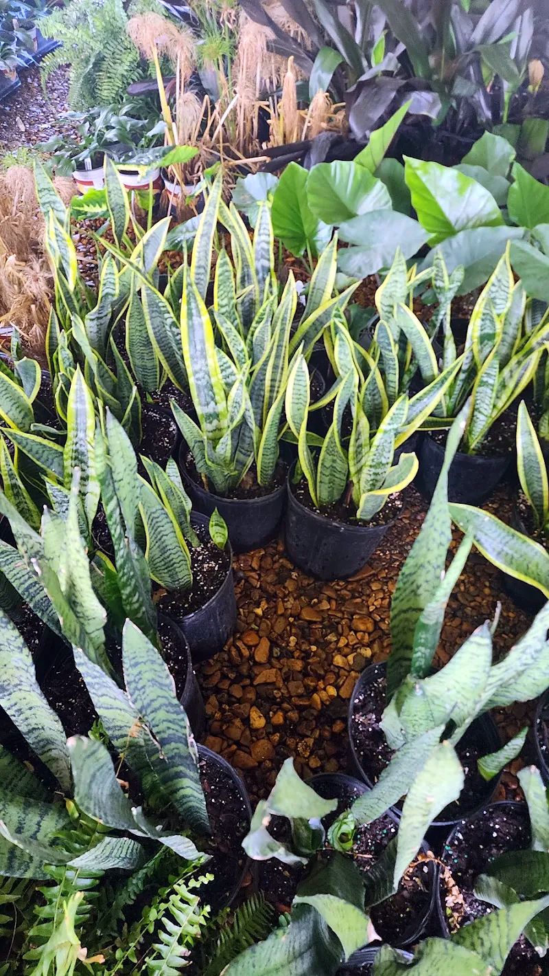 Snake plants with yellow-edged and banded leaves in nursery pots at Amanda's Villa Garden Center
