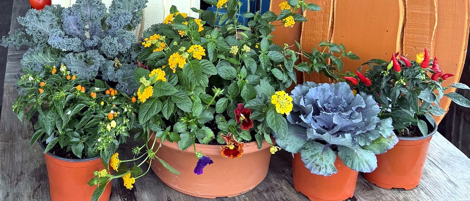 Potted lantana, pansies, ornamental kale and peppers ready to take home at Amanda's Villa Garden Center