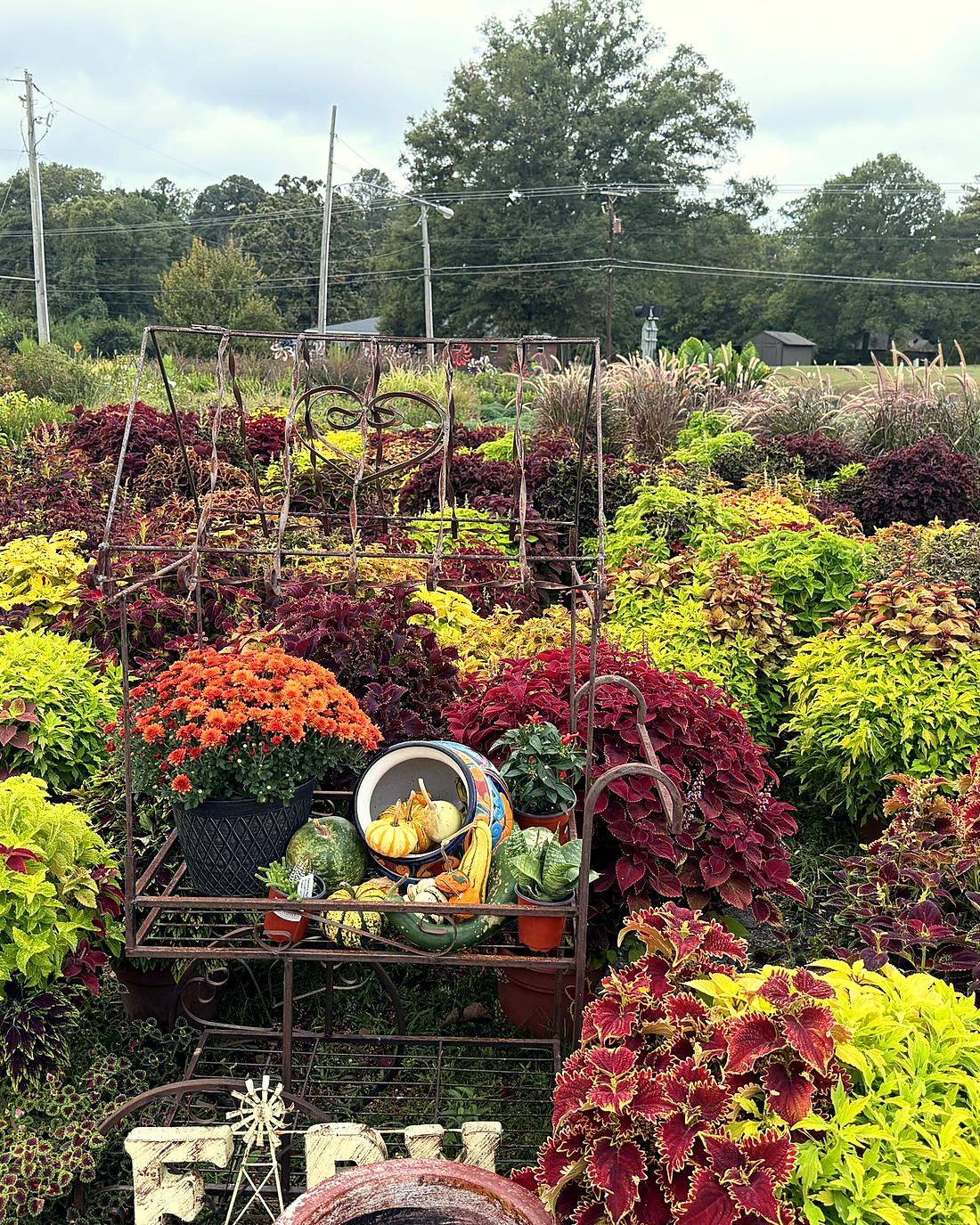 Bright coleus, mums and ornamental grasses in a fall plant display at Amanda's Villa Garden Center