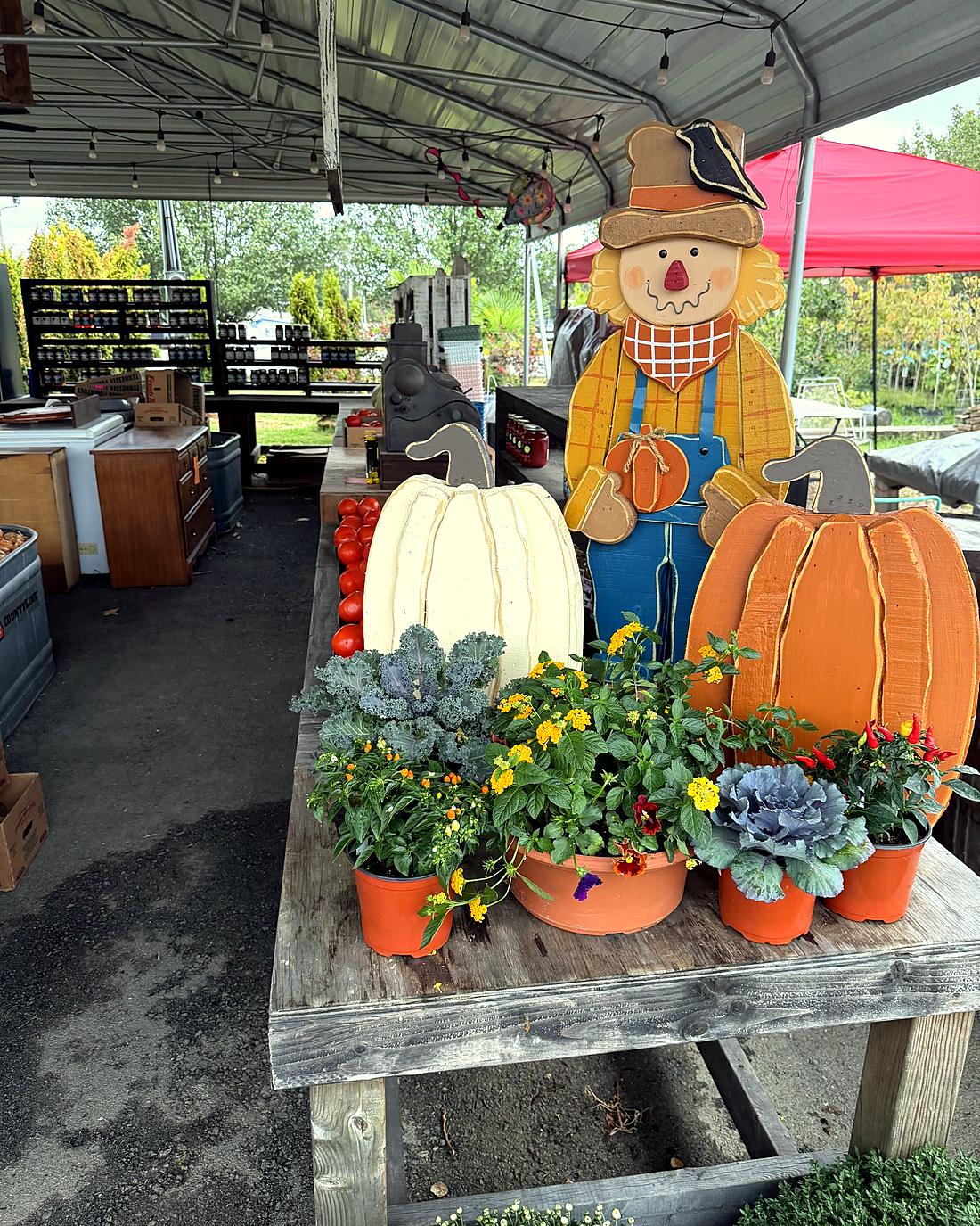 Fall planters of pansies and ornamental cabbage beside a wooden scarecrow and pumpkin cutouts at Amanda's Villa