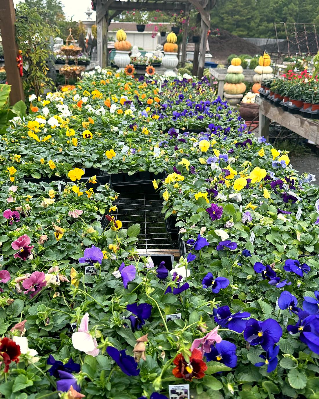 Tables of pansies and violas for fall planting at Amanda's Villa Garden Center