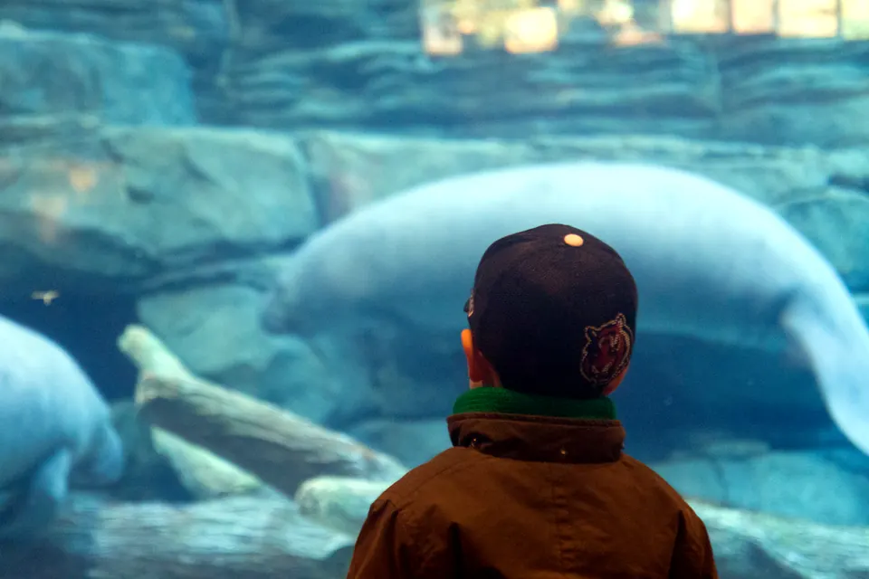 A young boy in a ball cap watching two manatees glide past a large aquarium window