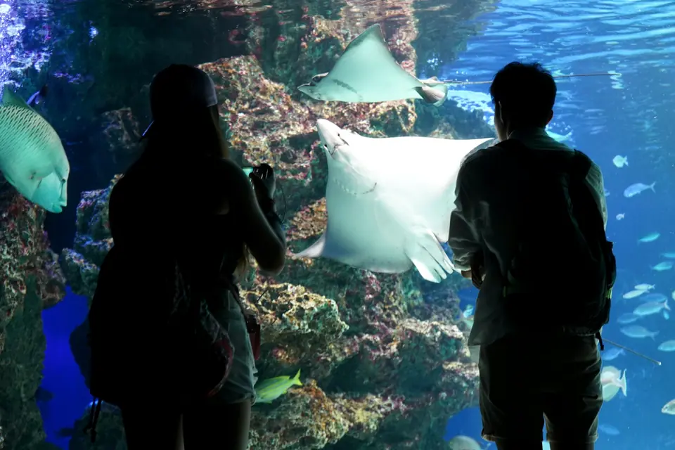 Two young visitors standing at a huge aquarium window as a pale ray swims past