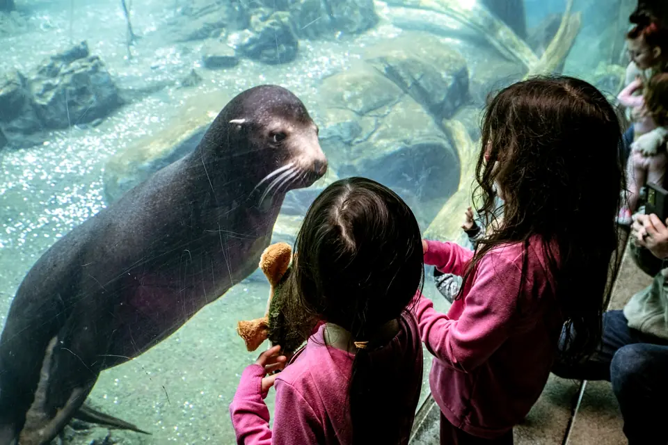 Two young girls in pink sweaters watching a sea lion swim right up to the aquarium glass