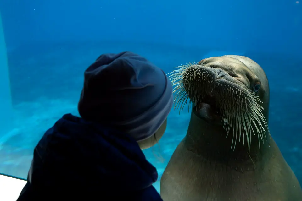 A child in a knit hat face to face with a walrus pressing its whiskers against the aquarium glass