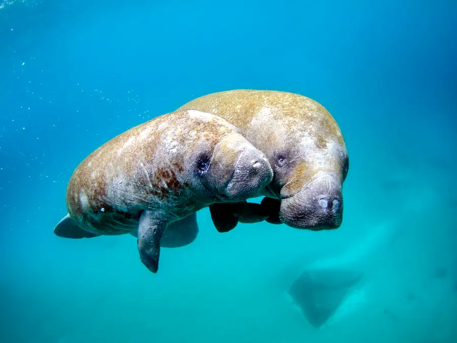 A manatee swimming toward the camera through green-blue water