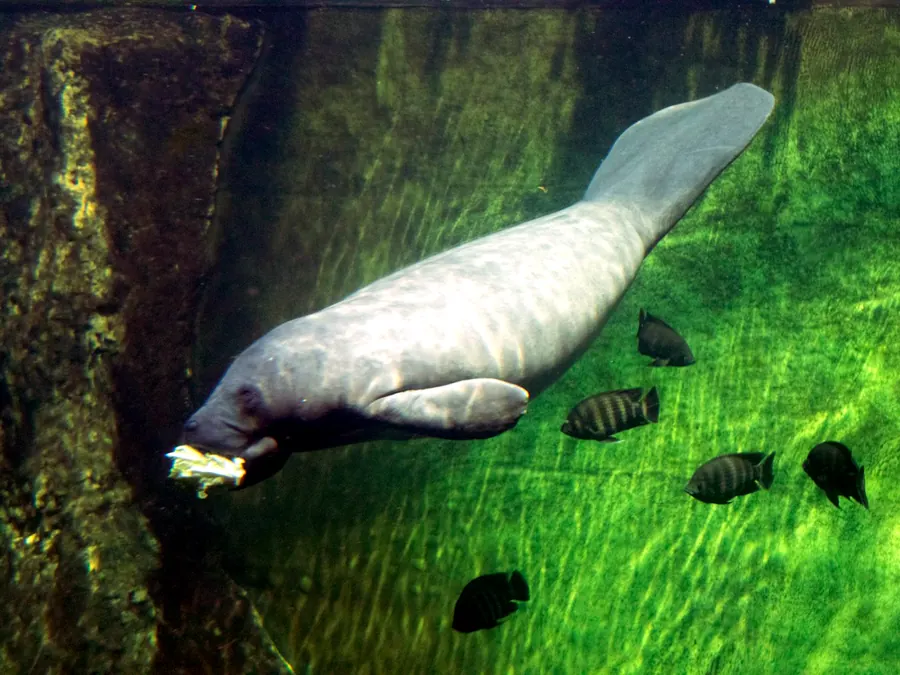 A manatee eating lettuce in a green aquarium pool as small fish swim nearby