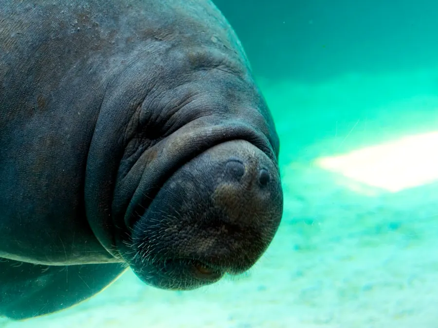 Close view of a manatee's whiskered face and rounded snout underwater