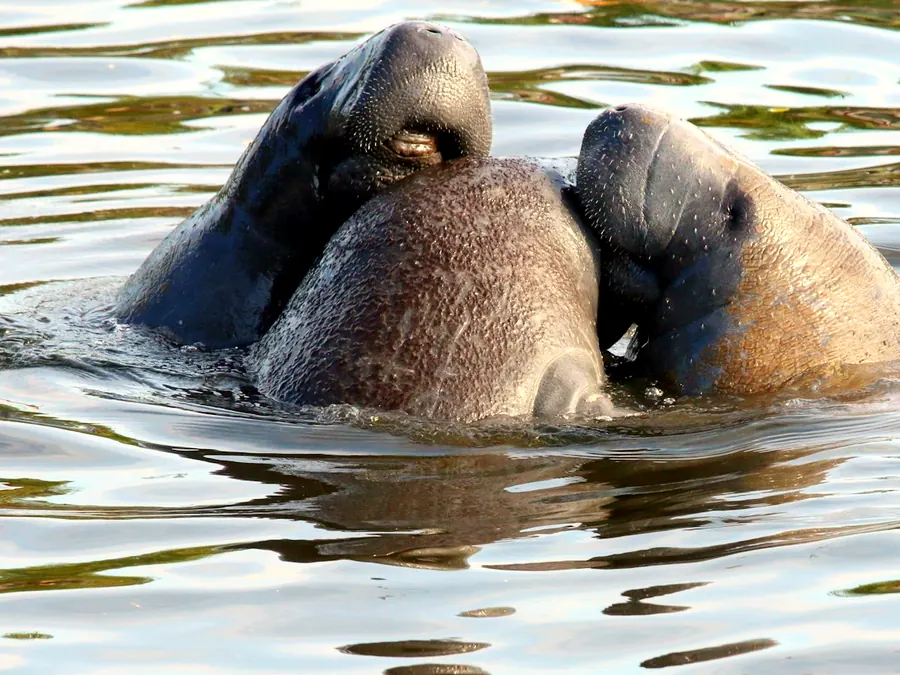 Three manatees surfacing together in calm water near the shore