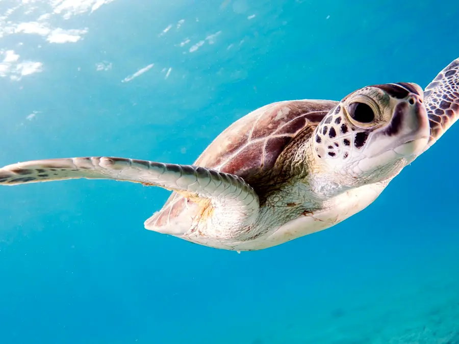 Close view of a sea turtle swimming near the surface in bright blue water