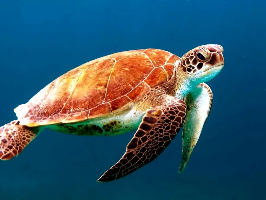 A sea turtle gliding through clear blue water